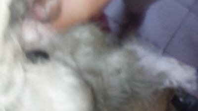 Dog girl: sex dog virgin