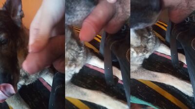Dog porn video: small girls and dog