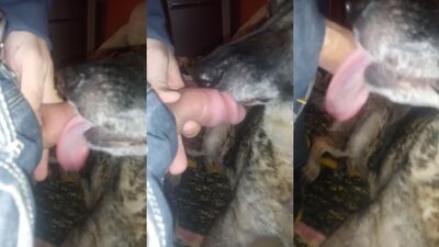 2 dog girl: relatos zoophilia