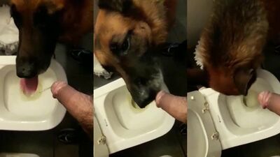Animal sex video: porn gay dog knot