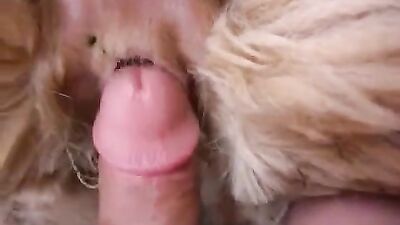 Dogs having sex: bestiality kiss