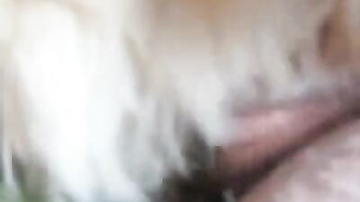 Bestiality hentai: bfi zoo porn