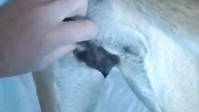 Animal crossing porn: artif zoo casting aoz video vintage
