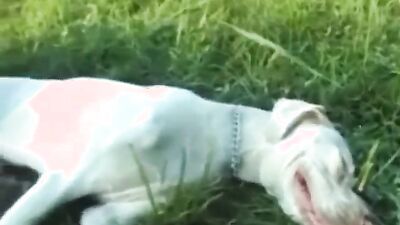 Teen dog sex: zoophilia forum