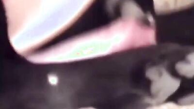 Zoophilia video: furry animals sex compilation porno video