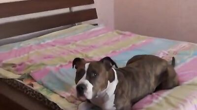 Dog fucking girl: crazy zoo porn