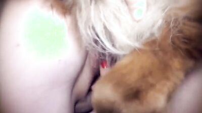 3d zoo porn: the prodigy girls rex the dog remix