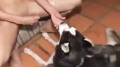 Gay zoo porn: doggy animal free porn