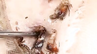 Girl having dog: yasmin zoo sex