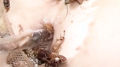 Girl having dog: yasmin zoo sex