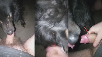 Animal sex: zoo animal dog sex porn