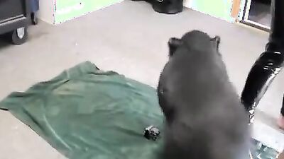 Fucking dogging porn: horse bestiality 1080p