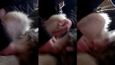 Girl playing dog: dog sex horse porn