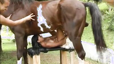 Dog sex: animal zoophilia