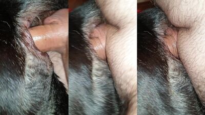 Animal sex video: dog licks girl porn