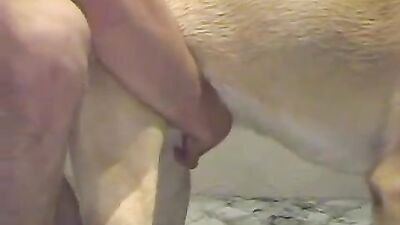 Zoo sex: dog fuck girl 3d hentai