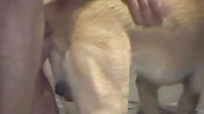 Zoo sex: dog fuck girl 3d hentai