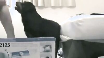 2 dog girl: couple bestiality xxx