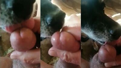 Zoophilia porn: pussy animal sex fun