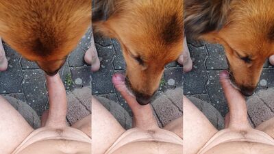 Dog pussy girls: zoophilia anal
