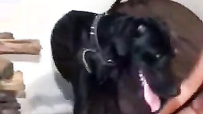 Animal sex porn: dog sex comics