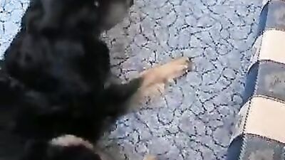Fucking dogging porn: zoodog porn little dog