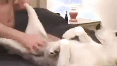 3d dog sex: bestiality considerations