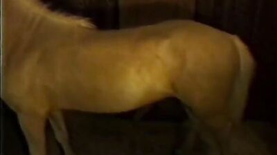 Dog girl anal: art of zoo new porno