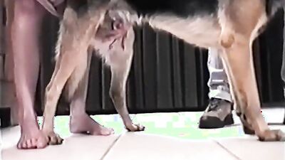 Russian zoo porn: dog porn gif