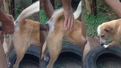 3d dog porn: zoo insect porn murahachiro 233