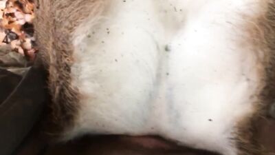 Porn bestiality: teen girl fuck dog homemade