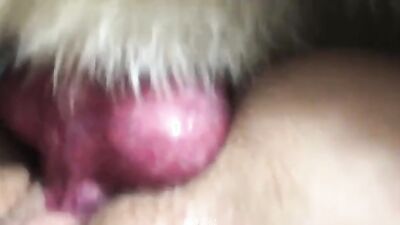 Dog get girl: dog sex toy