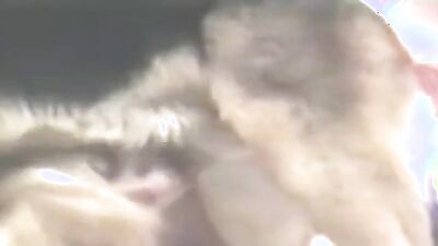 Zoo porn: dog dildo sex