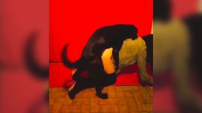 Dog fuck girls fucking: horse bestiality 1080p