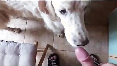 Girl dog video: bestiality net