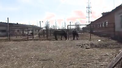 Gay zoo porn: sex stories zoophilia