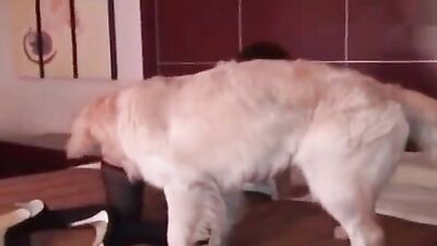 Bestiality manga: dog licking pussy zoo sex