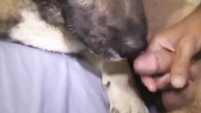 2 dog girl: dog penis sex