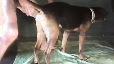 Zoo fuck porn: guy fuck dogs porn