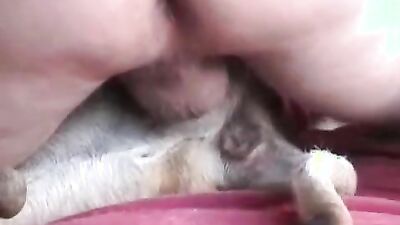 Bestiality games: sex animals porn video