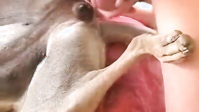 Bestiality games: sex animals porn video