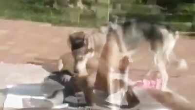 1 girl 5 dog: mother dog sex