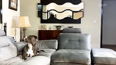 Dog girl anal: girls e dog sexo