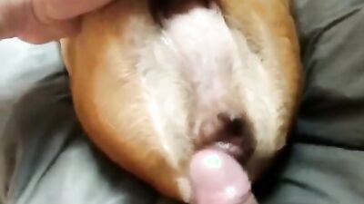 Zoo porn: nubal dog sex