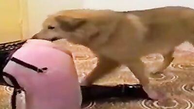 Zoo sex: bokep animals sex