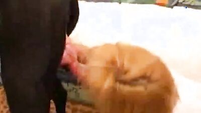 Dogs having sex: xxx dog zoo and girls porno