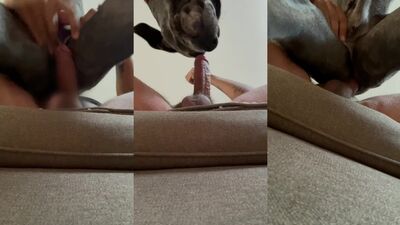 3d dog porn: how bestiality
