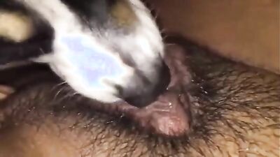 Sex animal's: na na zoo porn