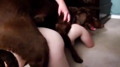 Zoo video: zoophilia porn sex