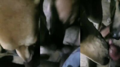 Bestiality hentai manga: hentai dog sex porn